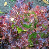 Pluksla Salad Bowl (Lactuca sativa) bio zaad