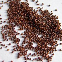 Oregano (Origanum vulgare) bio zaad