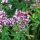 Oregano (Origanum vulgare) bio zaad