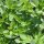 Oregano (Origanum vulgare) bio zaad