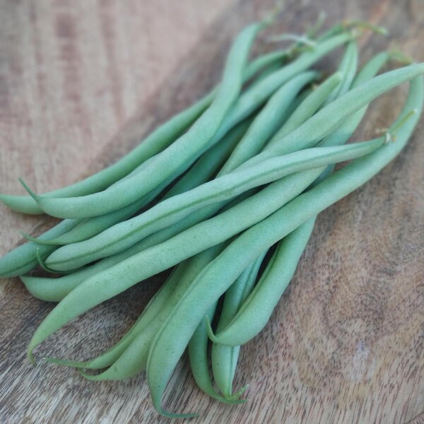 Struikboon Tendergreen (Phaseolus vulgaris) zaden