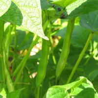 Struikboon Tendergreen (Phaseolus vulgaris) zaden