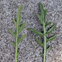 Zwaardherik / raketsla / rucola (Eruca vesicaria subsp. sativa) zaden