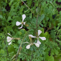 Zwaardherik / raketsla / rucola (Eruca vesicaria subsp. sativa) zaden