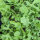 Zwaardherik / raketsla / rucola (Eruca vesicaria subsp. sativa) zaden
