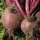 Rode biet Boltardy (Beta vulgaris) zaden