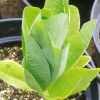 Romeinse sla / bindsla Lobjoits Green (Lactuca sativa) zaden