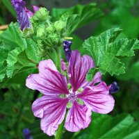 Klein kaasjeskruid (Malva neglecta) zaden