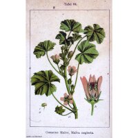 Klein kaasjeskruid (Malva neglecta) zaden