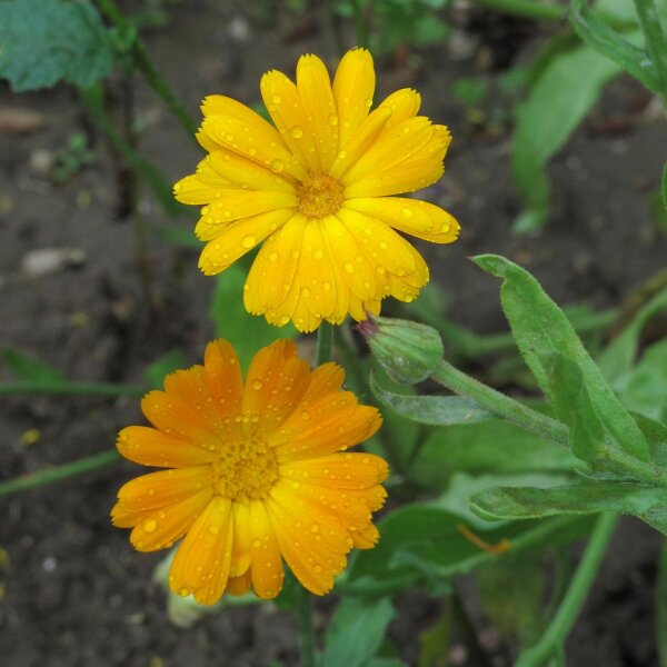 Goudsbloem (Calendula officinalis) bio zaad