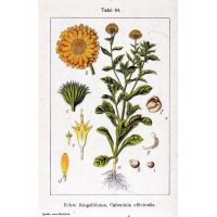 Goudsbloem (Calendula officinalis) bio zaad