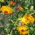 Goudsbloem (Calendula officinalis) bio zaad