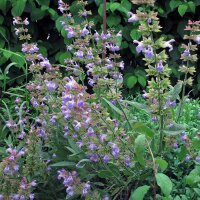 Echte salie (Salvia officinalis) bio zaad