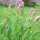 Echte salie (Salvia officinalis) bio zaad