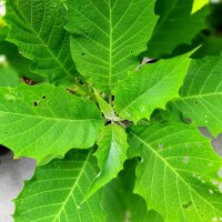 Brugmansia (Brugmansia arborea) zaden
