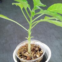Brugmansia (Brugmansia arborea) zaden