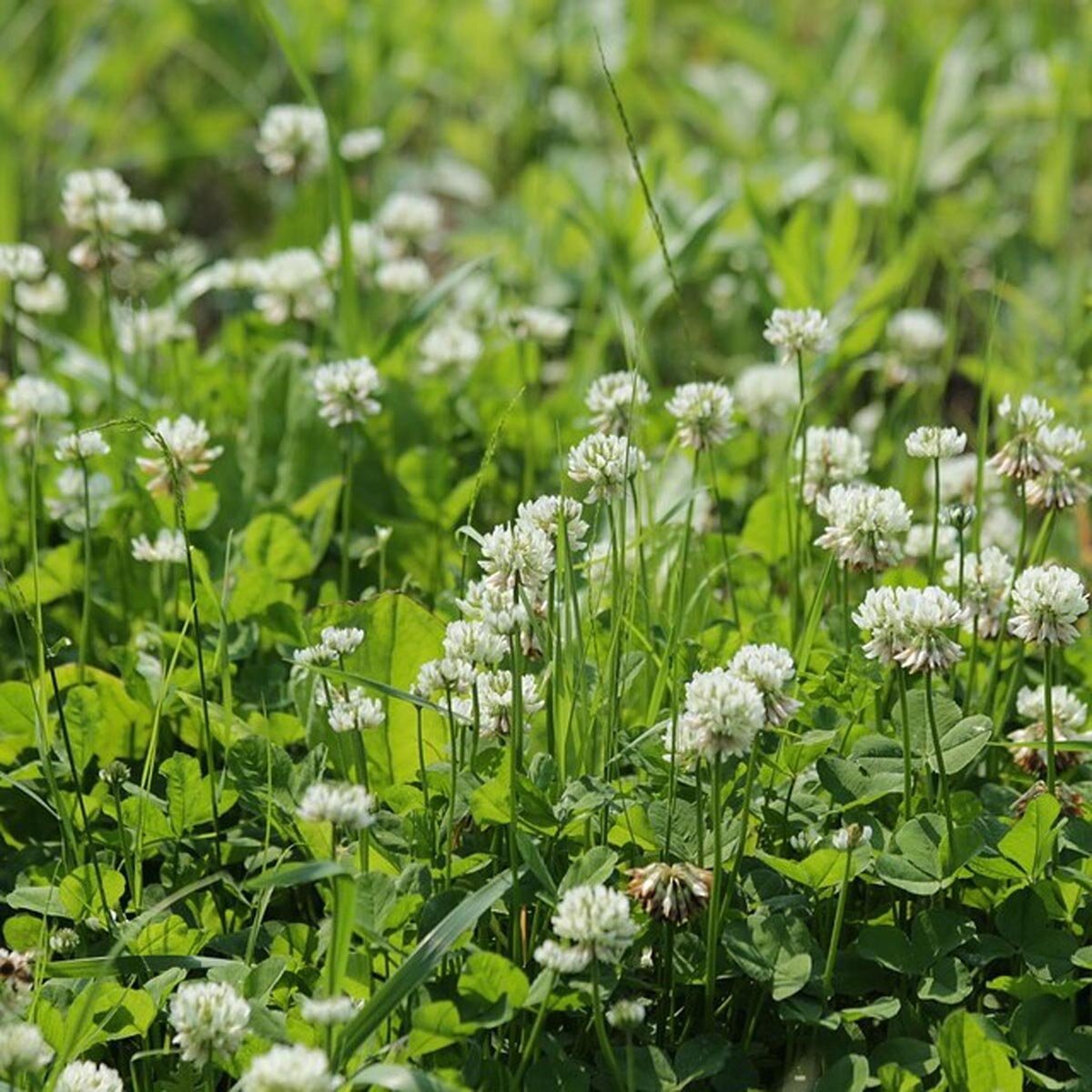 Flora van Nederland: Witte klaver - Trifolium repens