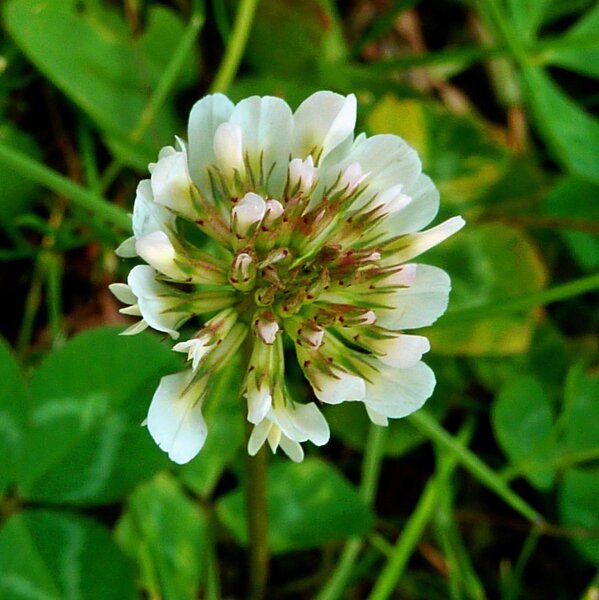 Witte klaver (Trifolium repens) zaden