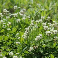 Witte klaver (Trifolium repens) zaden