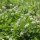 Witte klaver (Trifolium repens) zaden