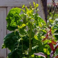 Groene tuinmelde (Atriplex hortensis) bio zaad