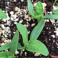 Groene tuinmelde (Atriplex hortensis) bio zaad