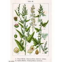 Groene tuinmelde (Atriplex hortensis) bio zaad