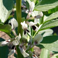 Paardenboon (Vicia faba) bio zaad