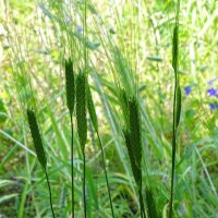 Eenkoren (Triticum monococcum) bio zaad