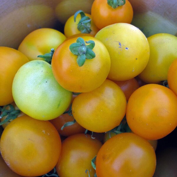 Gele tomaat Gouden koningin  (Solanum lycopersicum) bio zaad