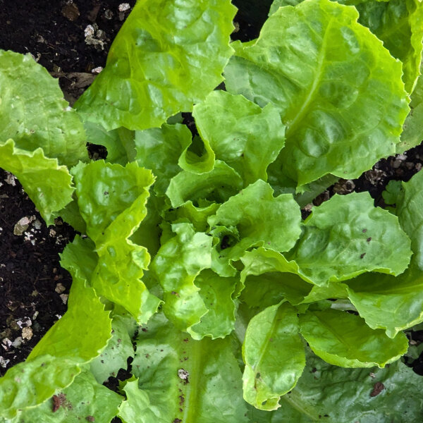 Andijvie Grüner Escariol (Cichorium endivia) bio zaad