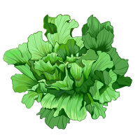 Andijvie Grüner Escariol (Cichorium endivia) bio zaad