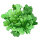 Andijvie Grüner Escariol (Cichorium endivia) bio zaad