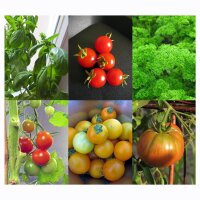 Tomaten, basilicum & peterselie (Bio) - zaad-cadeauset