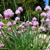 Bieslook (Allium schoenoprasum) zaden