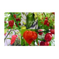 De heetste chilipepers ter wereld  - zaad set