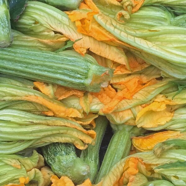 Lichtgroene courgette Genovese (Cucurbita pepo) bio