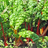 Kleurrijke snijbiet Five Colours (Beta vulgaris...