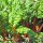 Kleurrijke snijbiet Five Colours (Beta vulgaris ssp.vulgaris) bio zaad