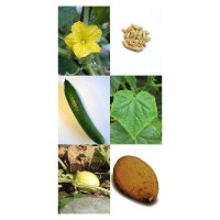 Historische komkommersoorten – zaad set