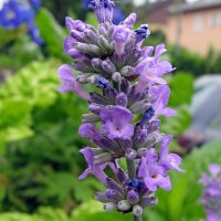 Echte lavendel (Lavandula angustifolia) bio zaad