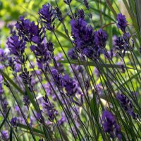 Echte lavendel (Lavandula angustifolia) bio zaad