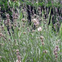 Echte lavendel (Lavandula angustifolia) bio zaad