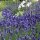 Echte lavendel (Lavandula angustifolia) bio zaad