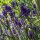 Echte lavendel (Lavandula angustifolia) bio zaad