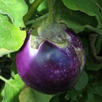Aubergine Black Beauty (Solanum melongena) bio zaad