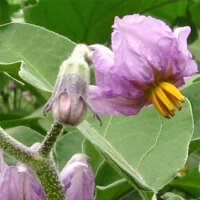 Aubergine Black Beauty (Solanum melongena) bio zaad