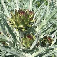 Artisjok Imperial Star (Cynara scolymus) bio zaad