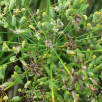 Groene gekruide venkel Dulce (Foeniculum vulgare) Bio zaad