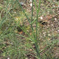 Groene gekruide venkel Dulce (Foeniculum vulgare) Bio zaad